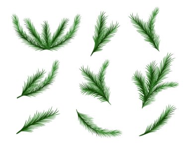 Çam dalı seti. Noel ağacının bir parçası. Orman ve vahşi yaşam, Flora. Doğa ve ekosistem, botanik. Vektör illüstrasyonu 