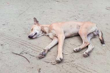Kumda yatan bir köpek.