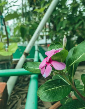 Pink Madagascar periwinkle, Catharanthus roseus clipart