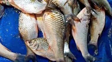 Tatlı Su Balık Pazarı Çeşitli Türler, Tatlı Su Loach, Tengra Catfish ve daha fazlası