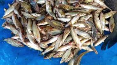 Küçük, taze yakalanmış Mystus tengara balığı gümüşi pullar ve narin özellikler sergiliyor. Temiz mavi yüzeyde yan yana yatıyor. Deniz ürünlerini ve mutfak malzemelerini temsil ediyor..