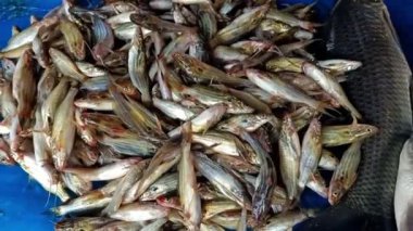 Taze Yakalanmış Tengara Yayın Balığı Canlı Günlük Balık Pazarı Sahnesi