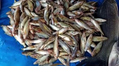 Taze Yakalanmış Tengara Kedi Balığı Yığını Günlük Balık Pazarı