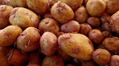 Doğal Kahverengi Patates Taze Hasat Edildi ve Pazar Gösterimi İçin Yığıldı
