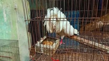 Kendine özgü tüyleri olan beyaz bir yelkovan güvercini paslı, eski metal bir kafesin içinde kuş yemi yer. Kafeste yaş ve yıpranma izleri var. Arka planda bir kafes daha görünüyor..