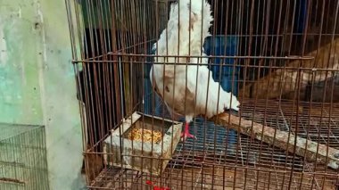 Beyaz ibikli bir güvercin paslı metal bir kafeste, küçük bir besleyiciden yemek yiyor. Kafes aşınma belirtilerini gösteriyor ve daha büyük bir kuş pazarı ortamında yer alıyor..