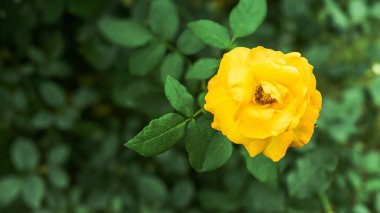 Yeşillik yapraklarla çevrili tek, parlak, sarı bir gül. Görüntü çiçekleri, narin yaprakları ve canlı renkleri, bulanık bir arka planda sergiliyor..