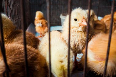 Bir kaç tüylü sarı ve kahverengi yavru kablo kafesin içinde birbirine sokulmuş. Yumuşaklıkları görülebilir ve genç ve savunmasız görünüyorlar..