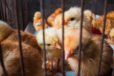 Sayısız sarı ve açık kahverengi yavru bir tel kafesin içinde bir araya toplanmış. Kabarık tüyleri görünür ve genç ve savunmasız görünürler..