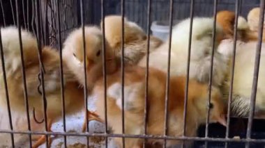 Yakın çekimde, paslı metal bir kafesin içinde bir araya gelmiş sayısız tüylü sarı ve açık kahverengi yavru görülüyor. Genç ve biraz kalabalık görünüyorlar..