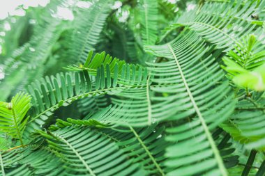 Canlı Leucaena leucocephala yapraklarının makro fotoğrafı yumuşak ışık ve doğal detay ile, botanik, tropikal veya eko-temalı tasarımlar için ideal.
