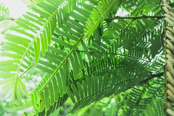 Parlak güneş ışığında Leucaena leucocephala broşürlerinin detaylı görünümü, eko, botanik veya arka plan kullanımı için ideal tropikal yeşillik sergiliyor.