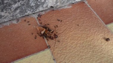 Büyük bir hamamböceği bacaklarını ve antenlerini sırtında hareket ettirir ve karıncalar için bir besin kaynağı haline gelir..