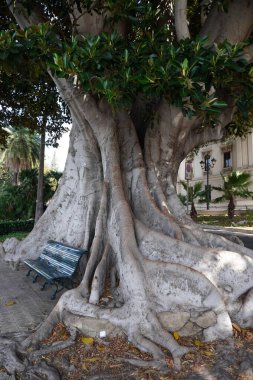 Kocaman bir incir ağacı. İtalya 'nın güneyinde pitoresk bir yer. Devasa kökleri ve sık bir tacı olan görkemli bir ağaç antik ve doğal bir güç hissi yaratıyor. Akdeniz iklimi