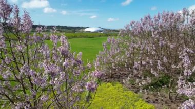 Baharda bahçede Paulownia tomentosa çiçeği, rüzgarda güzel imparatoriçe ağacı,