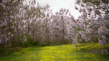 Baharda bahçede Paulownia tomentosa çiçeği, rüzgarda güzel imparatoriçe ağacı,