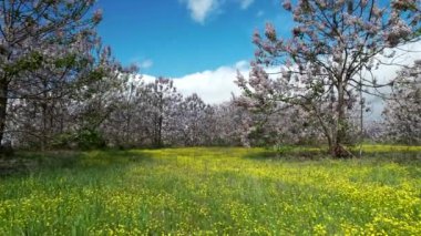 Baharda bahçede Paulownia tomentosa çiçeği, rüzgarda güzel imparatoriçe ağacı,