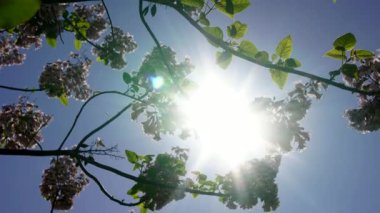Baharda bahçede Paulownia tomentosa çiçeği, rüzgarda güzel imparatoriçe ağacı,