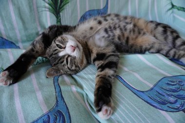 Kedi sırt üstü yatar, ön pençelerini öne uzatır ve hafifçe göz kırpar. Görüntü, tropikal desenli kumaşın üzerinde gevşemiş bir tekir kediyi gösteriyor..