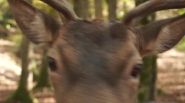 Ormandaki bir geyiğin yakın çekimi. Geyik hareketsiz duruyor. Boynuzları büyük ve dallıdır..