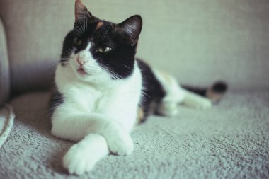 Siyah, beyaz ve kızıl bir kedi ön bacakları çapraz yatar ve ona zarif ve rahat bir poz verir. Kedi sakin ve dikkatli görünüyor, başka tarafa bakıyor..