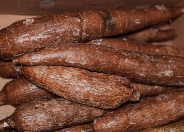 Cassava. Manihot esculenta. Tropikal ve astropikal bölgelerde yetiştirilmiş nişastalı bir bitki kökü. Cassava 'nın yapıştırıcı, biyoyakıt ve tekstil üretimi de dahil olmak üzere endüstriyel kullanım alanları vardır..