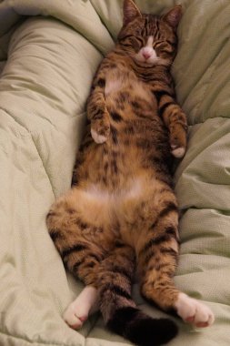 Kedi, pençelerini ve vücudunu tam uzunluğuna kadar gererek sırt üstü yatar. Yatakta huzur içinde uyur, rahat bir battaniyeye sarınır ve tamamen mutlu ve mutlu görünür..