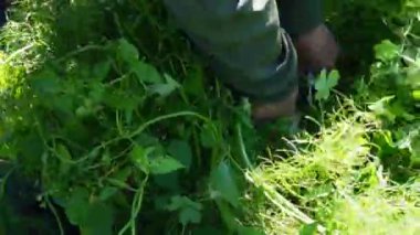 Bir adam tarlada rezene topluyor. Etrafı yeşil rezene bitkileriyle çevrili. Rezeneyi kesmek için bıçak kullanıyor ve dikkatlice bir kutuya yerleştiriyor..