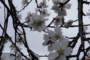 Badem ağacı filizlendi. Yumuşak pembe ve beyaz yapraklar, açık mavi gökyüzü veya taze yeşil yapraklar karşısında çarpıcı bir kontrastlık yaratır. Bu an baharın gelişinin habercisidir..
