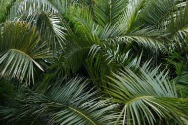 Yoğun tropik yeşil palmiye yaprakları kümesi. Yeşil palmiye yaprakları dokusu