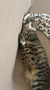 Şirin ve rahat kedi pozu. Farklı pozlarda kanepede uyuyan mutlu ev kedisi bizi gülümsetiyor. Uyuyan kedi göbeği. Evcil hayvan.