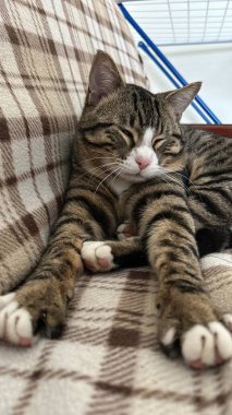 Şirin ve rahat kedi pozu. Farklı pozlarda kanepede uyuyan mutlu ev kedisi bizi gülümsetiyor. Uyuyan kedi göbeği. Evcil hayvan.