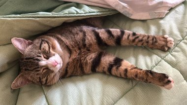 Şirin ve rahat kedi pozu. Farklı pozlarda kanepede uyuyan mutlu ev kedisi bizi gülümsetiyor. Uyuyan kedi göbeği. Evcil hayvan.