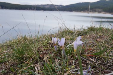 Narin çiçeklerin ötesinde, sakin bir göl ufka doğru uzanır, onun cam yüzeyi uzak ormanın huzurlu kucaklamasını yansıtır..