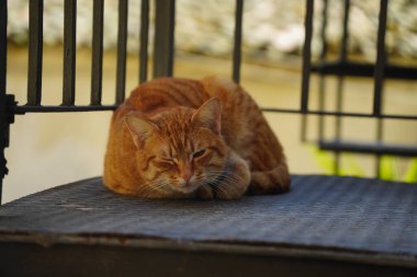 Kızıl kedi bir gözü açık uyur. Çekici, tüylü, altın kırmızısı kürklü kedi.