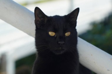 Genç siyah kedi pumaya benziyor..