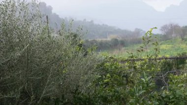 Güney İtalya 'da bir portakal bahçesinde yazın dolu ve yağmur yağar. Fırtına bulutları narenciye korusu üzerinde. Hava aniden değiştiğinde..