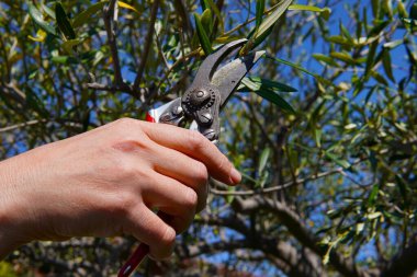 Bahçe makasıyla bir ağacı budarken bir kadının ellerine yakın çekim.
