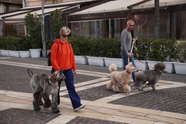Bir adam iki tane bakımlı kanişi gezdirir. Siz ve köpeğiniz aynı kuaföre gidip aynı işe giriştiğinizde. Roma - İtalya 04.16.2025