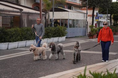 Bir adam iki tane bakımlı kanişi gezdirir. Siz ve köpeğiniz aynı kuaföre gidip aynı işe giriştiğinizde. Roma - İtalya 04.16.2025