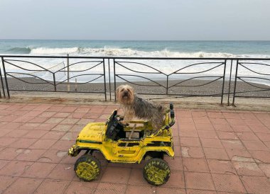 Çocukların elektrikli arabasını kullanan küçük bir köpek. Köpek kendinden emin bir şekilde direksiyonu çevirir, yoldan geçenleri güldürür ve unutulmaz bir neşe ortamı yaratır..