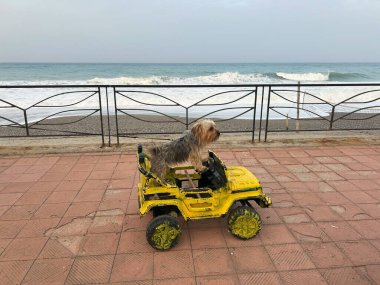 Çocukların elektrikli arabasını kullanan küçük bir köpek. Köpek kendinden emin bir şekilde direksiyonu çevirir, yoldan geçenleri güldürür ve unutulmaz bir neşe ortamı yaratır..