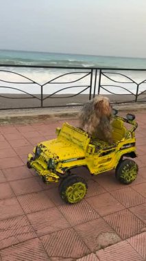 Çocukların elektrikli arabasını kullanan küçük bir köpek. Köpek kendinden emin bir şekilde direksiyonu çevirir, yoldan geçenleri güldürür ve unutulmaz bir neşe ortamı yaratır..