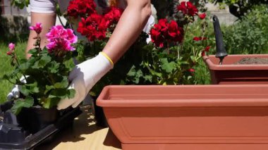 Güneşli bir bahar gününde bahçesine sardunya eken bir kadın. Çiçek açan doğa ve ılık güneş ışığıyla çevrelenmiş, dikkatlice toprağa ve saksılara bakıyor, mevsimlik bahçıvanlığın tadını çıkarıyor..