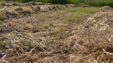 Sabahın köründe kırsalda saman toplamak. Sabahın erken saatlerinde kırsal alan, geleneksel çiftçiliğin sakin ritmini ve doğada barışçıl bir başlangıcı yansıtıyor..