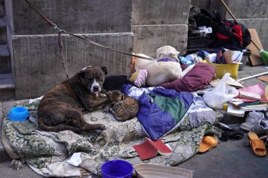 Evsiz hayvanlar, dokunaklı bir sahne. Büyük bir sokak köpeği kaldırımda kirli giysiler ve battaniye yığını üzerinde yatıyor, bir sokak kedisi patilerinin arasına kıvrılmış..