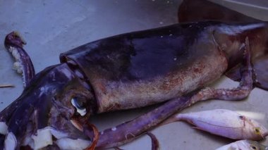 Günün deniz ürünleri avı. Balık pazarında taze yakalanan dev mürekkep balığı, deniz ürünleri sevenler için önemli bir olaydır. Balık pazarındaki dev taze mürekkep balığı. Denizde balık tutmak. Balıkçı