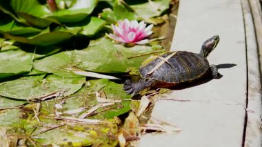 Güneşin altında güneşlenen bir kaplumbağa. Göldeki pembe nilüferler doğanın nadir bir mucizesidir. Su zambakları gölde çiçek açıyor. Göl yüzeyinin yavaş panoramik çekimleri.