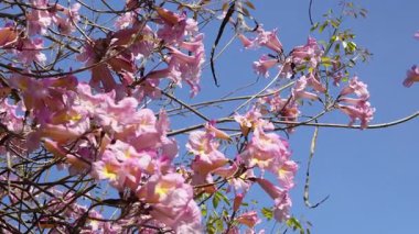 Büyük ve güzel pembe trompet ağacı. Handroanthus impetiginosus. Lavanta trompet ağacı, pembe ipe, mor tabebuia, mor trompet ağacı, kırmızı lapacho..