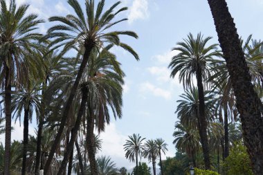 Palm sokağı. Mavi gökyüzünün altındaki uzun palmiyeler sokağı. Resimli bir manzara. Dinlenmek ve meditasyon yapmak için doğa hakkında rahatlatıcı bir video. - Evet. Parkta palmiye ağaçları arasında yürü, tepeden tırnağa görüş